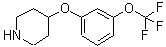 CAS#: 459819-38-6， 4-[3-(Trifluoromethoxy)Phenoxy]-Piperidine