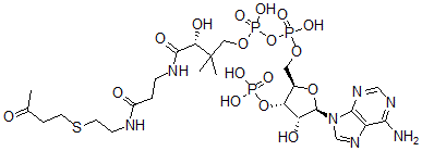 CAS#: 81790-81-0， S-(3-Oxobutyl)Coenzyme A