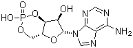 腺苷环磷酸酯分子结构 (CAS 60-92-4)